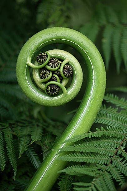 A vibrant green fern fiddlehead tightly coiled in a spiral with smaller inner curls.